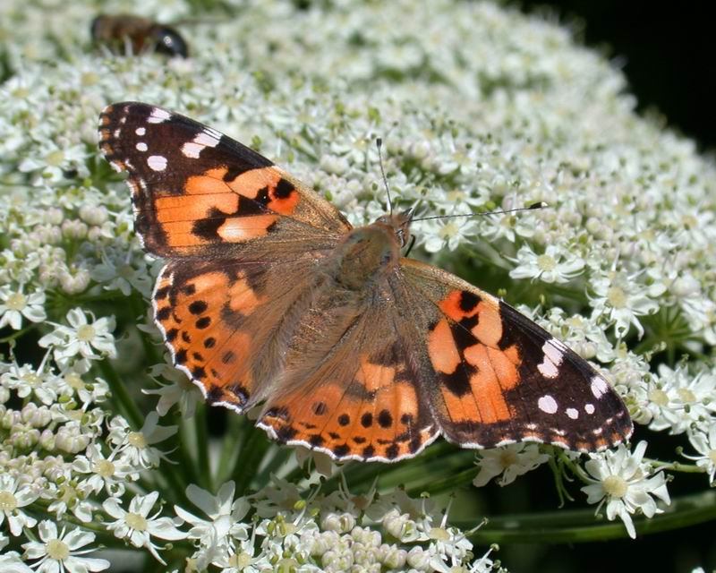 Vanessa cardui